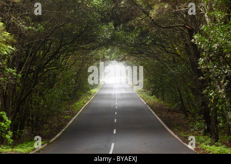 La strada attraverso una foresta di alberi di alloro, Parco Nazionale di Garajonay, isola di La Gomera, isole Canarie, Spagna, Europa Foto Stock