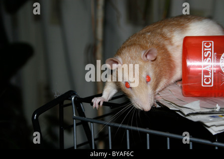 Rat sulla parte superiore della gabbia Foto Stock