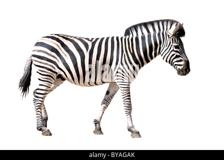 Profilo zebra isolati su sfondo bianco Foto Stock