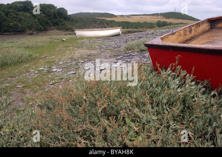 Sea-purslane (Atriplex portulacoides : Chenopodiaceae) in un saltmarsh, UK. Foto Stock