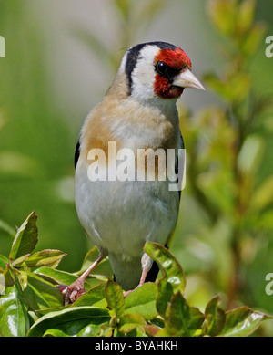Questo è Cardellino (Carduelis carduelis) un colorato residenti in UK garden bird. Foto Stock