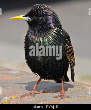 STARLING (Sturnus vulgaris vulgaris) Ben amato British bird ora in grave declino. Foto Stock