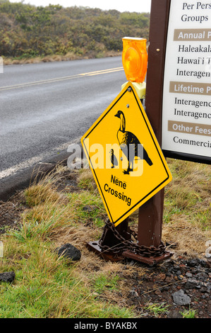 Nene attraversando segno Haleakala National Park Hawaii Maui Foto Stock