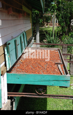 Le fave di cacao di essiccazione al sole Foto Stock