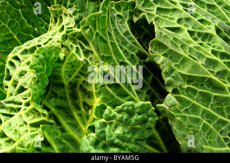 Lincolnshire cavolo verde. Foto Stock