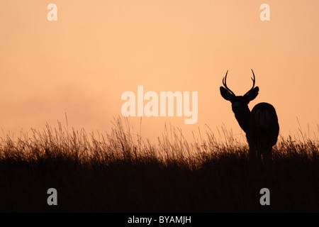 Un mulo cervo buck stagliano contro un tramonto della prateria. Foto Stock