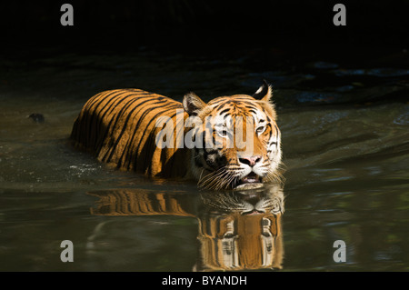 La tigre della Malesia (Panthera tigris malayensis) prendere un bagno. Foto Stock