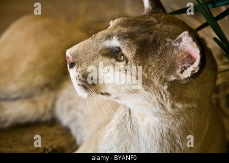 Florida panther campioni in un espositore all Oasi Visitor Center, Big Cypress National Preserve, Florida, Stati Uniti d'America Foto Stock