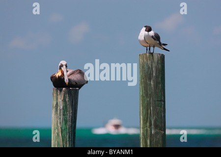 Due uccelli rilassante riposo sul palo di legno, nero intitolata gull e Pelican Foto Stock