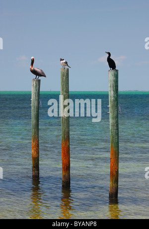 Tre uccelli resto rilassante sul palo di legno, cormorano, nero intitolata gull e Pelican Foto Stock
