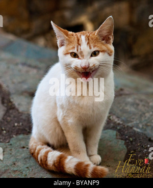gatto arrabbiato Foto Stock