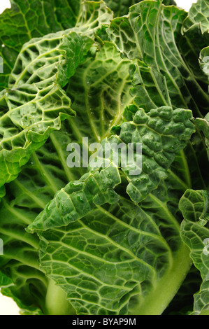 Lincolnshire cavolo verde. Foto Stock