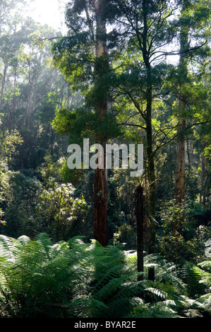 Forest glade accanto alla pista Kokoda memorial a piedi nei Dandenong Ranges, al di fuori di Melbourne Foto Stock