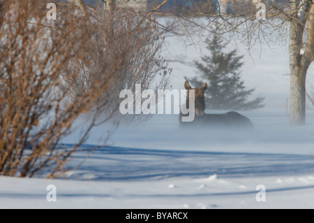 Moose trovati sulle praterie di Saskatchewan metà inverno Foto Stock