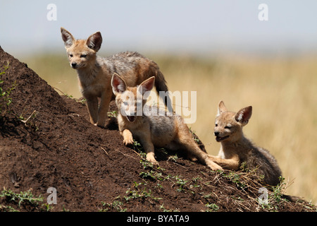 Nero-backed Jackal, argento-backed o rosso Jackal (Canis mesomelas), giovani, ragazzi, il Masai Mara, Kenya, Africa Foto Stock