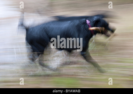 Cane, Labrador Retriever, il recupero di un bastone dall'acqua Foto Stock