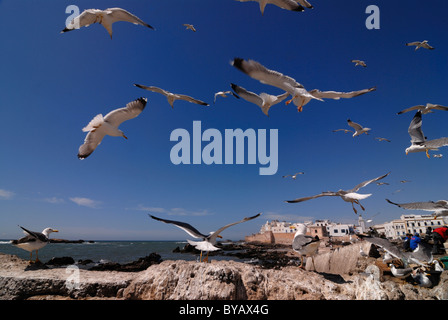 Gabbiani in volo sopra le mura fortificate di Essaouira, Marocco, Africa Foto Stock