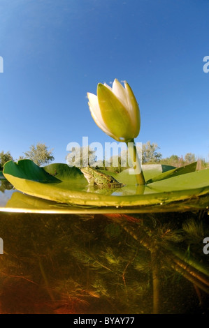 A livello diviso, rana comune (Rana temporaria) Foto Stock