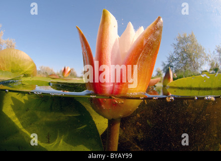 A livello diviso, bianco ninfea bianca (Nymphaea alba) Foto Stock