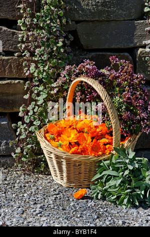 Cestello con Calendula, Butterwort, salvia, Majoram Foto Stock