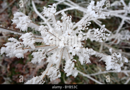 I cristalli di ghiaccio formato da trasformata per forte gradiente gelo su una testa di piante. Foto Stock