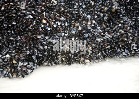 Le cozze sulla spiaggia rocciosa a Hermanus - Cape Foto Stock