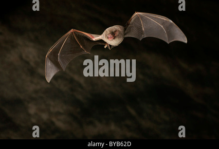 Piegate comune-wing Bat o Schreiber Long-Fingered Bat (Miniopterus schreibersii) Foto Stock
