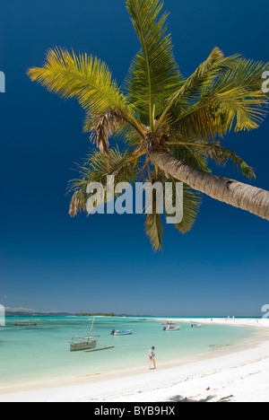 Palm Tree sulla spiaggia sabbiosa, piccola isola vicino a Nosy Iranja, Madagascar, Africa Foto Stock