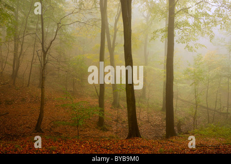 La nebbia in una foresta di faggio nel Harz, Sassonia-Anhalt, Germania, Europa Foto Stock