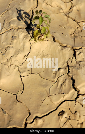 Pianta verde in crescita in incrinato il terreno asciutto. Foto Stock