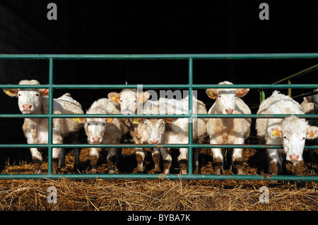 Sei giovani francese Charolais bovini in un aperto stabile o stalla fredda, Illhaeusern, Alsazia, Francia, Europa Foto Stock