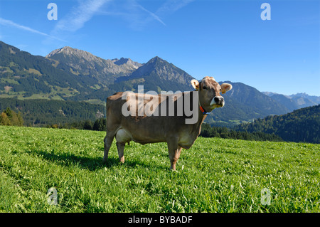 Vacca da latte sul pascolo, Allgaeu Alpi sul retro, Fischen, Allgaeu regione Baviera, Germania, Europa Foto Stock