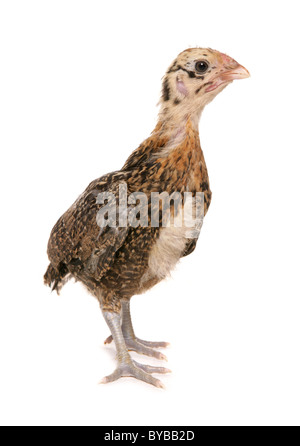 Bantam pekin pollo in piedi in un studio Foto Stock