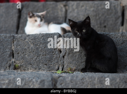 I gatti randagi in Tazacorte, La Palma Isole Canarie Spagna Foto Stock