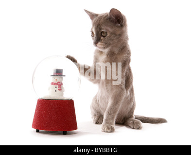 Gattino birmano con snowglobe ritratto in studio Foto Stock