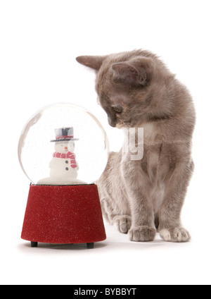 Gattino birmano con snowglobe ritratto in studio Foto Stock