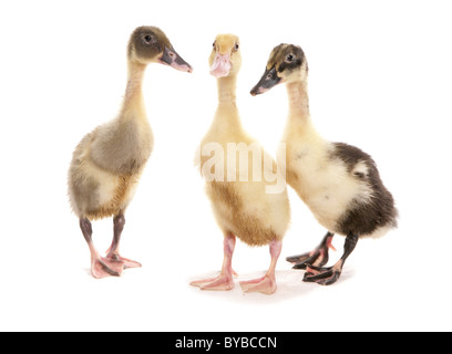 Un gruppo di indiani baby runner anatroccoli in piedi in un studio Foto Stock