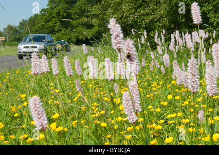 Bistort (Polygonum bistorta) oltre il Ranuncolo strisciante (ranunculus repens) sussex, Regno Unito. giugno. accanto a una strada trafficata a272 con auto sulla strada. Foto Stock