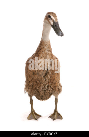 Indian runner adult duck in piedi in un studio Foto Stock