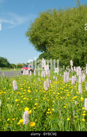 Bistort (Polygonum bistorta) oltre il Ranuncolo strisciante (ranunculus repens) sussex, Regno Unito. giugno. accanto a una strada trafficata a272 con auto sulla strada. Foto Stock