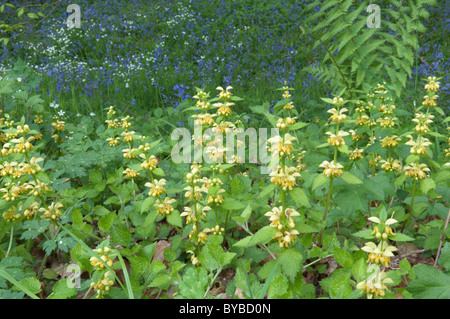 Arcangelo giallo (lamiastrum galeobdolon) tra bluebells (endimione non scriptus) e maggiore stitchwort (stellaria holostea). Foto Stock