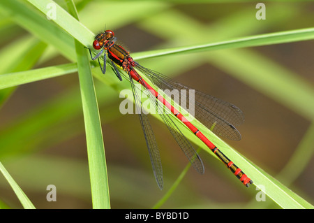 Grande rosso "Fanciulla Pyrrhosoma nymphula' maschio, Portogallo Foto Stock