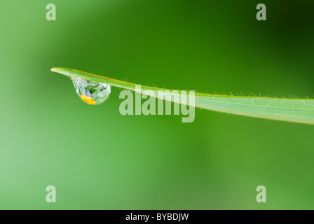 Caduta di pioggia con fiore di arancia riflessione sull'erba verde foglia Foto Stock