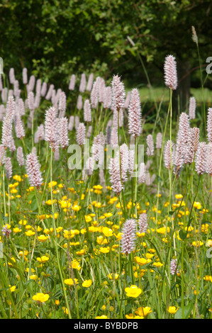 Bistort (Polygonum bistorta) oltre il Ranuncolo strisciante (ranunculus repens) sussex, Regno Unito. giugno. Foto Stock