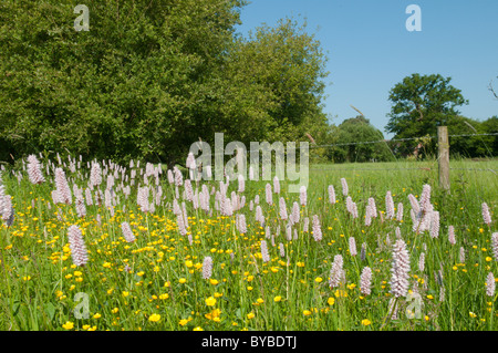 Bistort (Polygonum bistorta) oltre il Ranuncolo strisciante (ranunculus repens) sussex, Regno Unito. giugno. Foto Stock