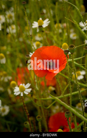 Papaveri rossi comuni che crescono tra margherite bianche Oxeye in un prato di fiori selvatici Foto Stock