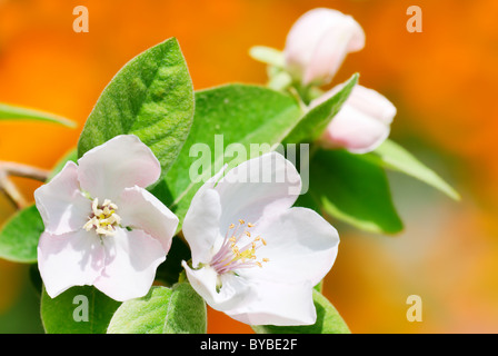 Cotogna bianco fiori luminosi su sfondo arancione (messa a fuoco selettiva sul centro del fiore pistilli) Foto Stock