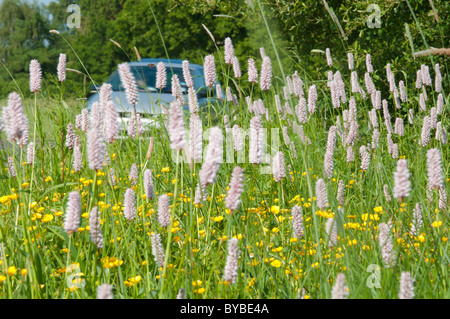 Bistort (Polygonum bistorta) oltre il Ranuncolo strisciante (ranunculus repens) sussex, Regno Unito. giugno. accanto a una strada trafficata a272 con auto sulla strada. Foto Stock