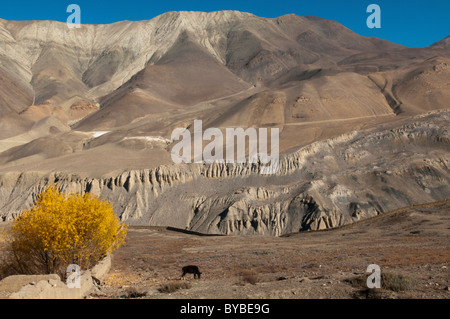 Il secco ad alta area desertica di Mustang nella regione di Annapurna del Nepal Foto Stock