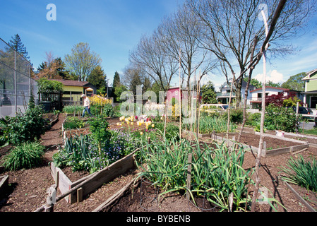 Giardino comunitario, giardini urbani, Vancouver, BC, British Columbia, Canada - Città sostenibile riparto da giardinaggio, molla Foto Stock